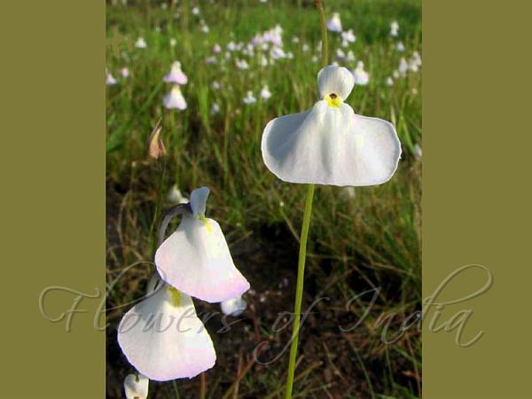 White-Blue Bladderwort